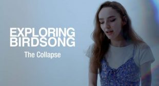 The Collapse Song Lyrics